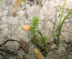 Myriophyllum gracile