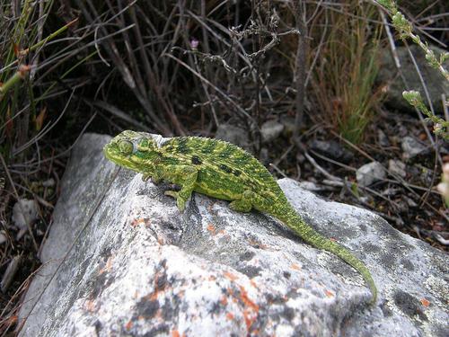 Bradypodion pumilum