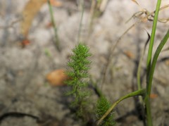 Myriophyllum gracile