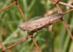 Anacridium aegyptium