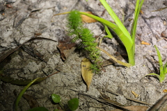 Myriophyllum gracile