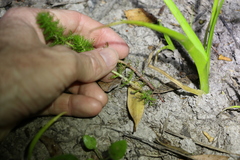 Myriophyllum gracile