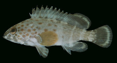 Epaulet Grouper photo 4