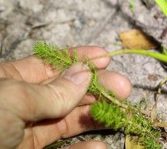 Myriophyllum gracile