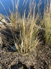 Stipa glareosa