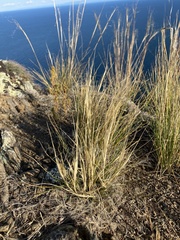 Stipa glareosa