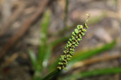 Triglochin multifructa