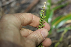 Triglochin multifructa