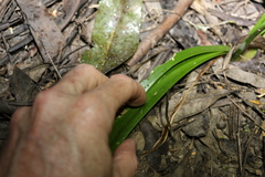 Triglochin multifructa