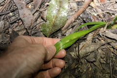 Triglochin multifructa