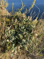 Astragalus lupulinus