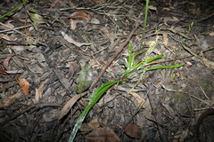 Triglochin multifructa