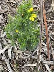 Hibbertia fasciculata