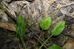 Damasonium minus