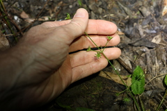 Damasonium minus