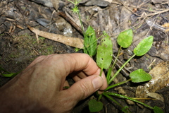 Damasonium minus