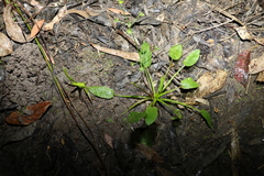 Damasonium minus