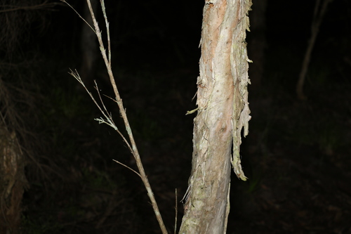 Image of Melaleuca linariifolia by (c) Greg Tasney, some rights reserved (CC BY-SA)