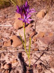 Thereianthus spicatus