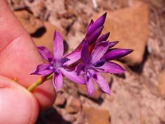 Thereianthus spicatus