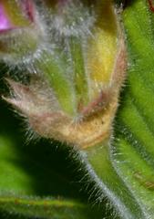 Pelargonium cucullatum cucullatum