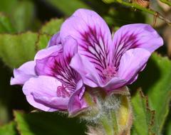 Pelargonium cucullatum cucullatum