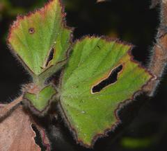 Pelargonium cucullatum cucullatum
