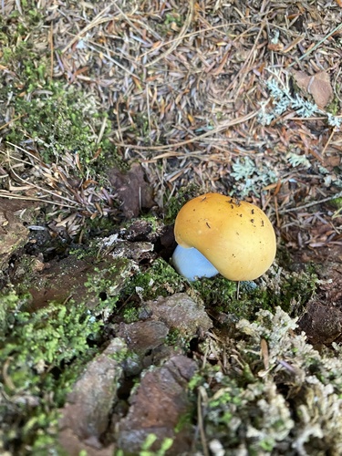 Russula decolorans — no rights reserved