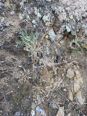 Smelowskia alba