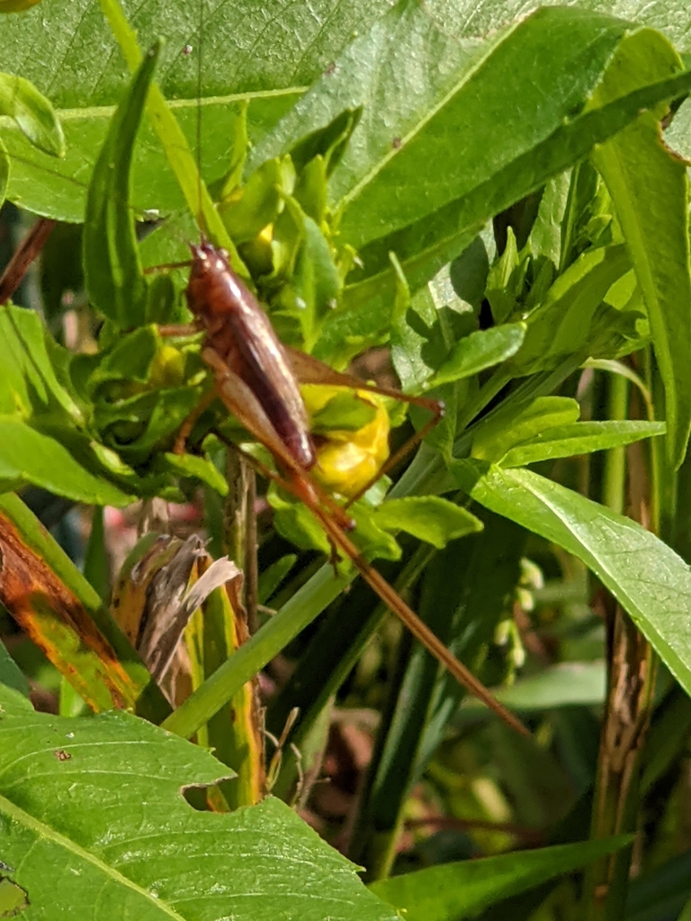 Long-tailed Meadow Katydid