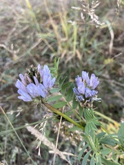 Astragalus austrosibiricus