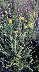 Helichrysum cymosum