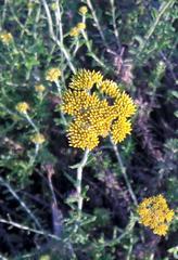Helichrysum cymosum