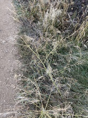 Sisymbrium heteromallum