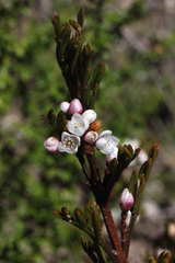 Cyanothamnus quadrangulus