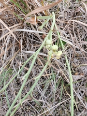Antistrophus pisum