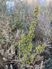 Artemisia palustris
