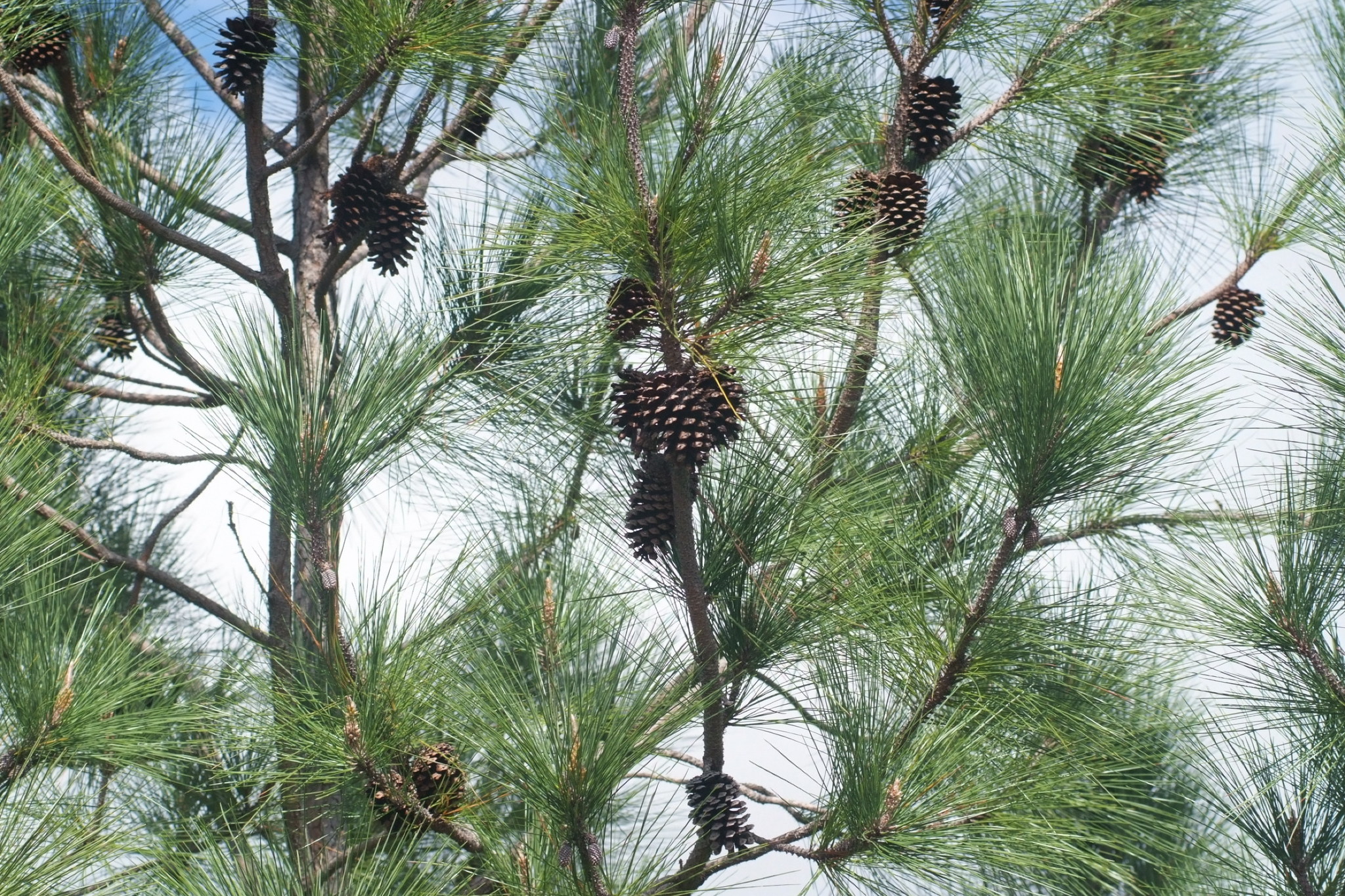 Pinus caribaea