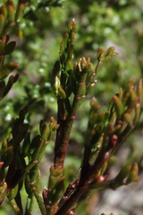 Cyanothamnus quadrangulus