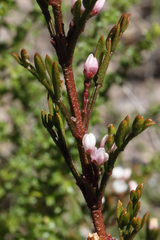Cyanothamnus quadrangulus
