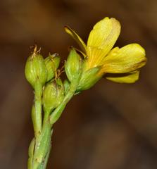 Linum africanum