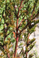Cyanothamnus quadrangulus