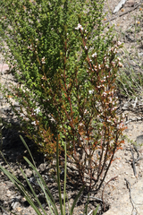 Cyanothamnus quadrangulus