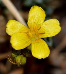 Linum africanum