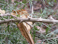 Asparagus falcatus