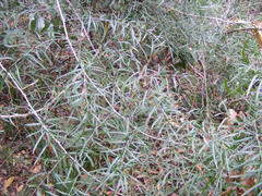 Asparagus falcatus