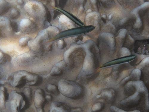 Thalassoma amblycephalum