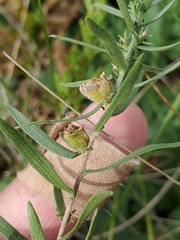 Rhopalomyia gemmaria