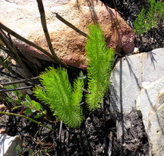 Leucadendron ericifolium