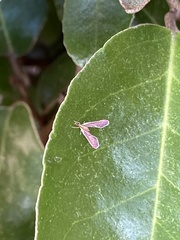 Pyrausta inornatalis